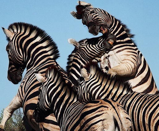 Zebraların kanlı savaşı böyle görüntülendi 10