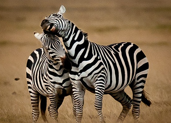 Zebraların kanlı savaşı böyle görüntülendi 11