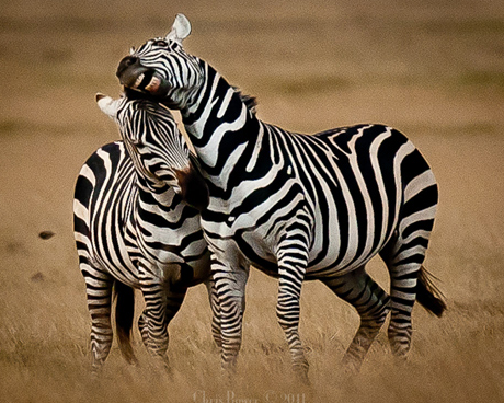 Zebraların kanlı savaşı böyle görüntülendi 12