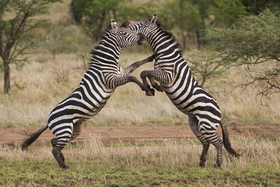Zebraların kanlı savaşı böyle görüntülendi 13