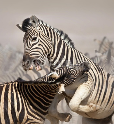 Zebraların kanlı savaşı böyle görüntülendi 14
