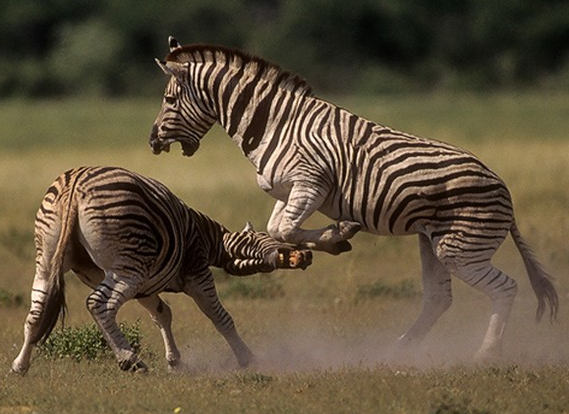 Zebraların kanlı savaşı böyle görüntülendi 15