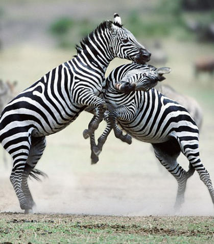 Zebraların kanlı savaşı böyle görüntülendi 16