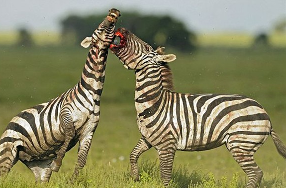 Zebraların kanlı savaşı böyle görüntülendi 2