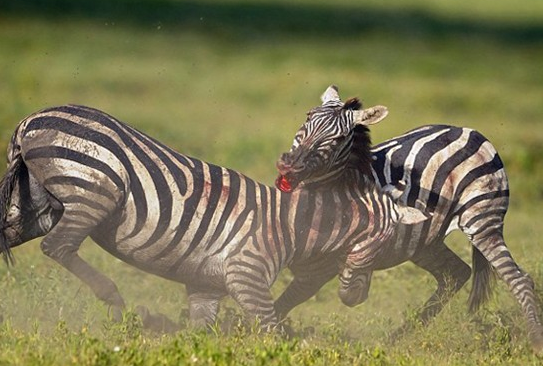 Zebraların kanlı savaşı böyle görüntülendi 3