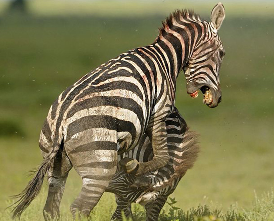 Zebraların kanlı savaşı böyle görüntülendi 4