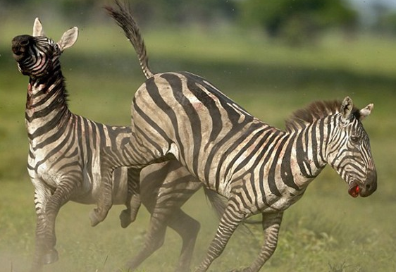 Zebraların kanlı savaşı böyle görüntülendi 5
