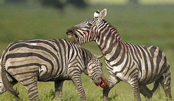 Zebraların kanlı savaşı böyle görüntülendi 6
