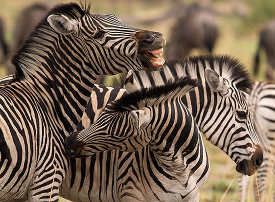 Zebraların kanlı savaşı böyle görüntülendi 7