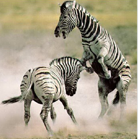 Zebraların kanlı savaşı böyle görüntülendi 8