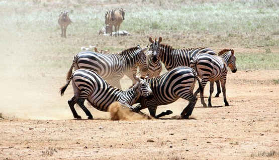 Zebraların kanlı savaşı böyle görüntülendi 9