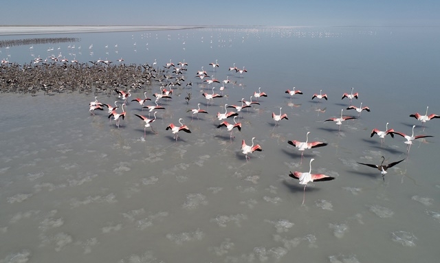 Tuz Gölü'nde yavru flamingo şöleni 10