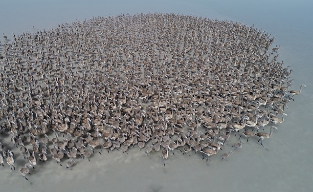 Tuz Gölü'nde yavru flamingo şöleni 11