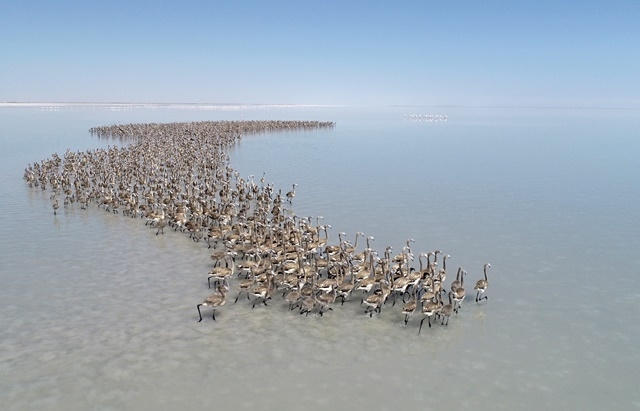 Tuz Gölü'nde yavru flamingo şöleni 14