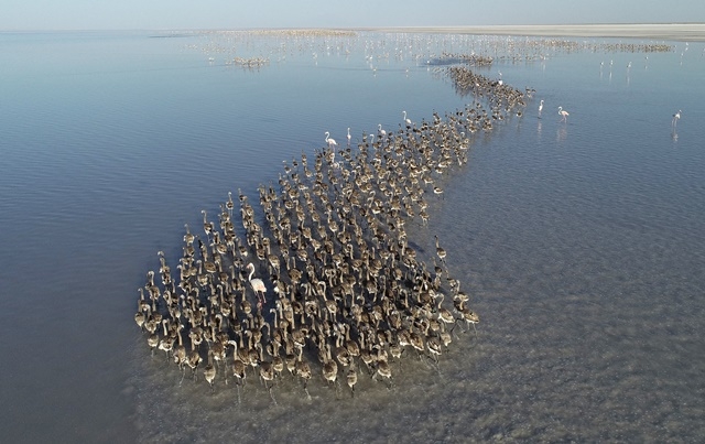 Tuz Gölü'nde yavru flamingo şöleni 15