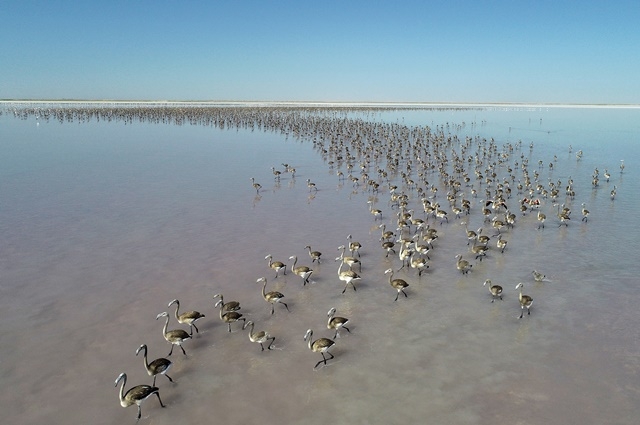 Tuz Gölü'nde yavru flamingo şöleni 17