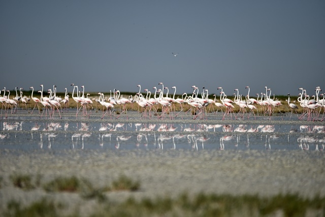 Tuz Gölü'nde yavru flamingo şöleni 18