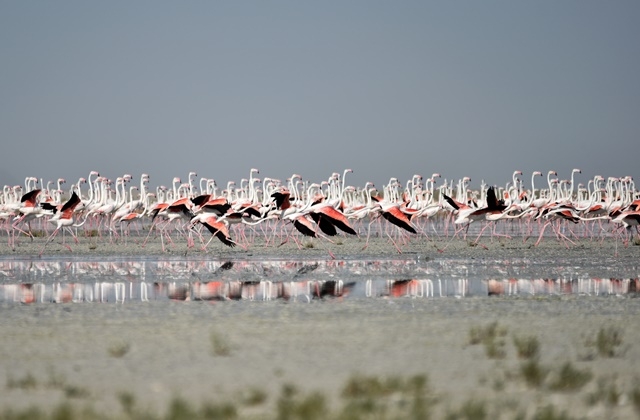 Tuz Gölü'nde yavru flamingo şöleni 19