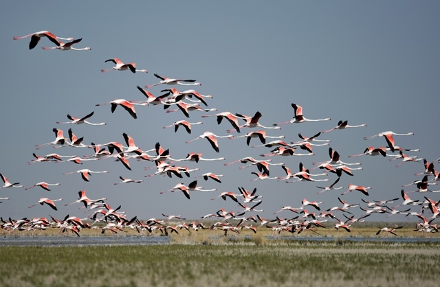 Tuz Gölü'nde yavru flamingo şöleni 20