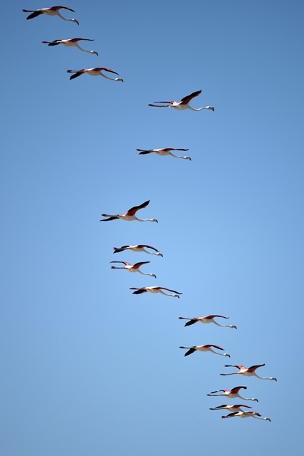 Tuz Gölü'nde yavru flamingo şöleni 21