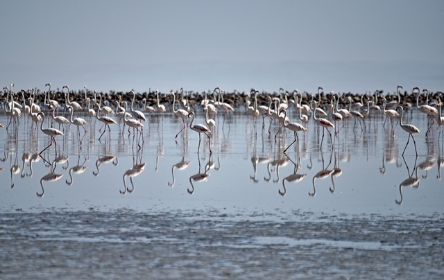Tuz Gölü'nde yavru flamingo şöleni 22