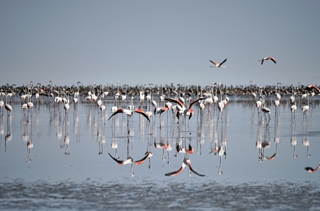 Tuz Gölü'nde yavru flamingo şöleni 23