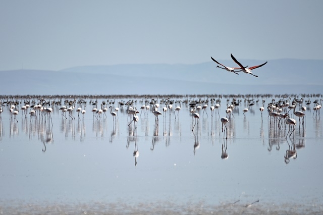 Tuz Gölü'nde yavru flamingo şöleni 24