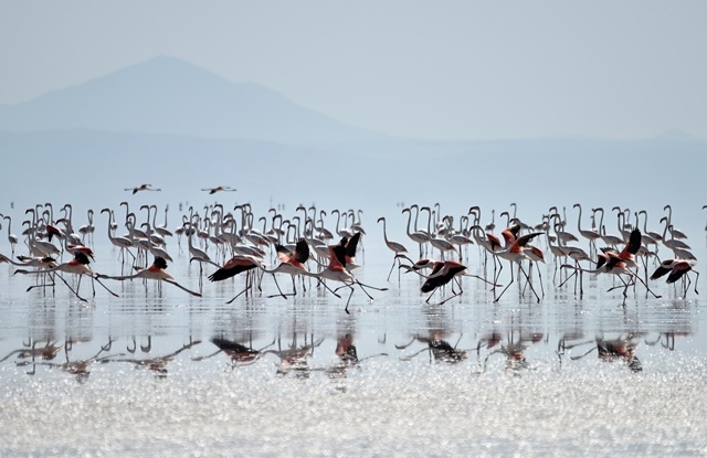 Tuz Gölü'nde yavru flamingo şöleni 25