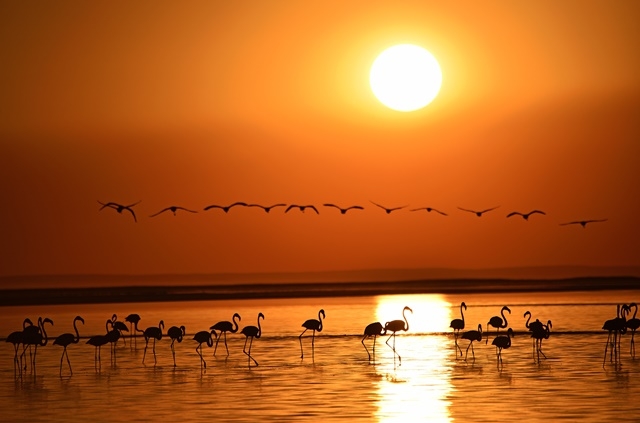 Tuz Gölü'nde yavru flamingo şöleni 26