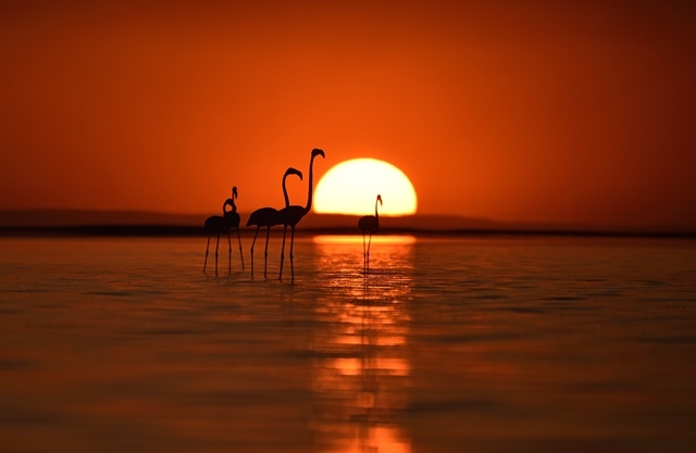 Tuz Gölü'nde yavru flamingo şöleni 28