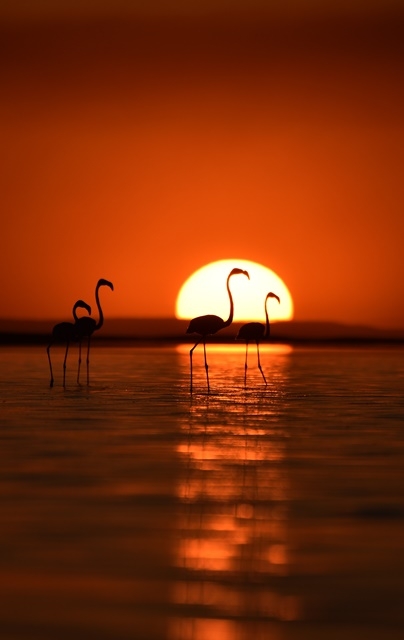 Tuz Gölü'nde yavru flamingo şöleni 29