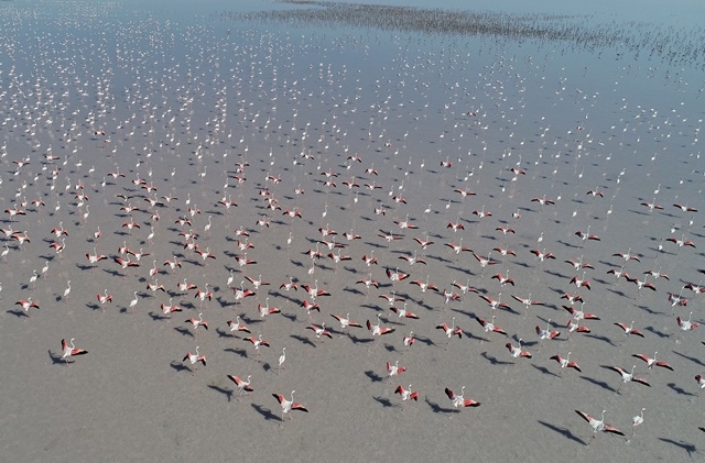 Tuz Gölü'nde yavru flamingo şöleni 5