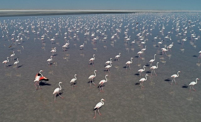 Tuz Gölü'nde yavru flamingo şöleni 6