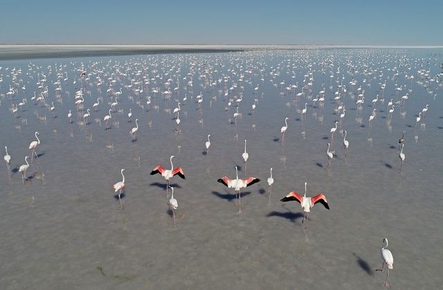 Tuz Gölü'nde yavru flamingo şöleni 7