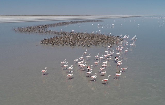 Tuz Gölü'nde yavru flamingo şöleni 9