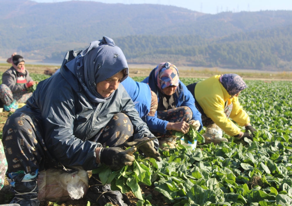 Kuruyan gölde ıspanak yetiştirip Türkiye'ye satıyorlar 1