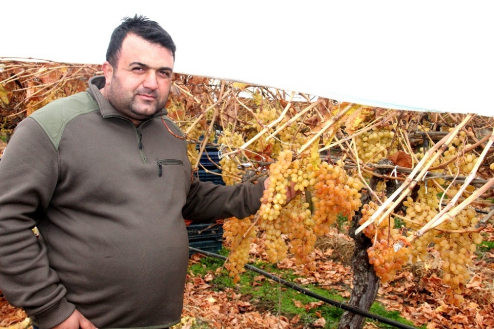 Sarıgöl’de yılın son üzümleri kesildi 3