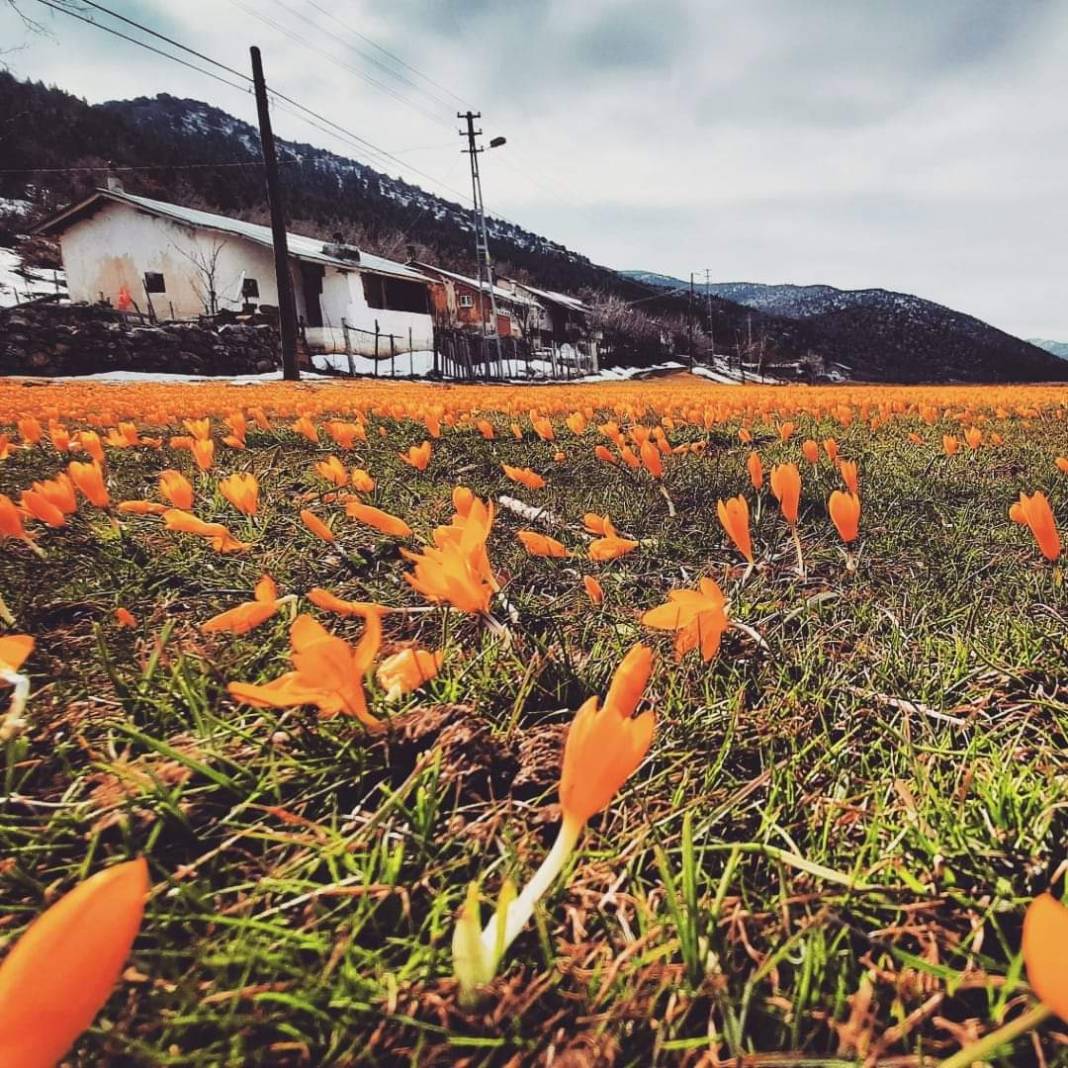 Bartlı Yaylası'nda çiğdemler kar altında kaldı 1