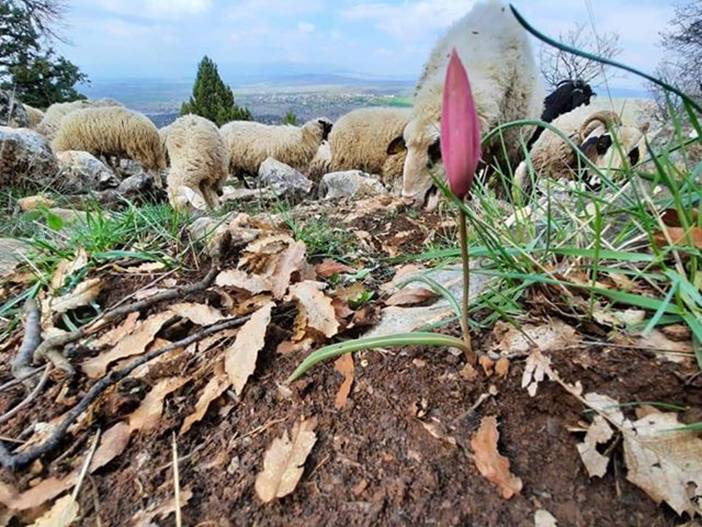Ahırlı'da çoban Kul'un günlüğü