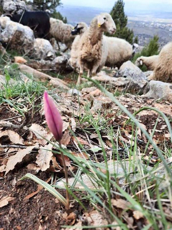 Ahırlı'da çoban Kul'un günlüğü 7