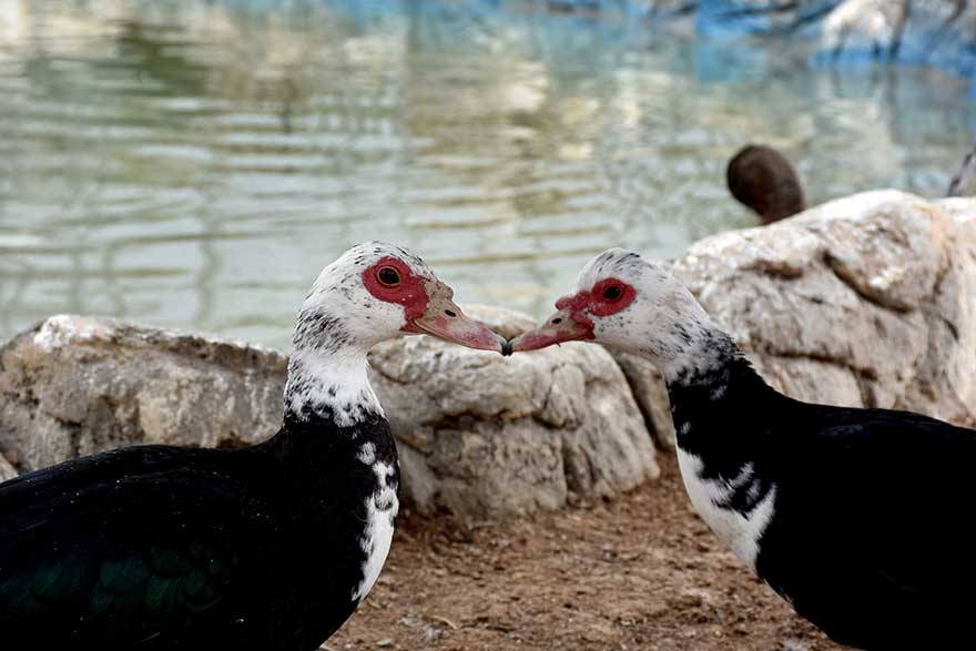 Konya Hayvanat Bahçesi sakinlerinin keyfi yerinde 6
