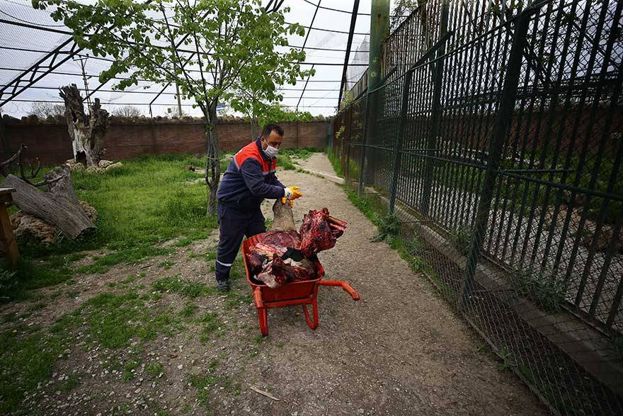 Konya Hayvanat Bahçesi sakinlerinin keyfi yerinde 9