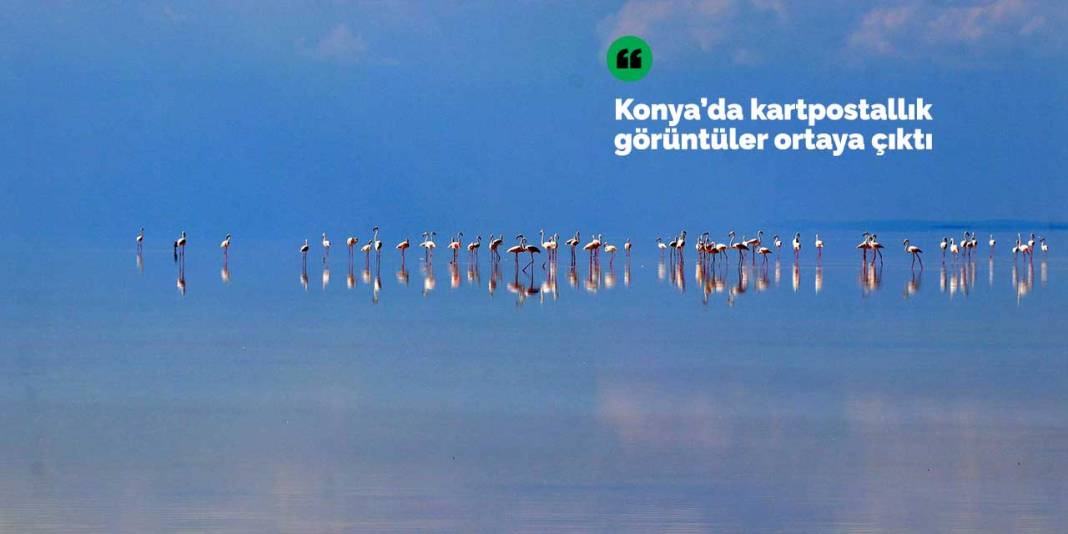 Flamingolar Konya'ya geldi kartpostallık görüntüler ortaya çıktı 1