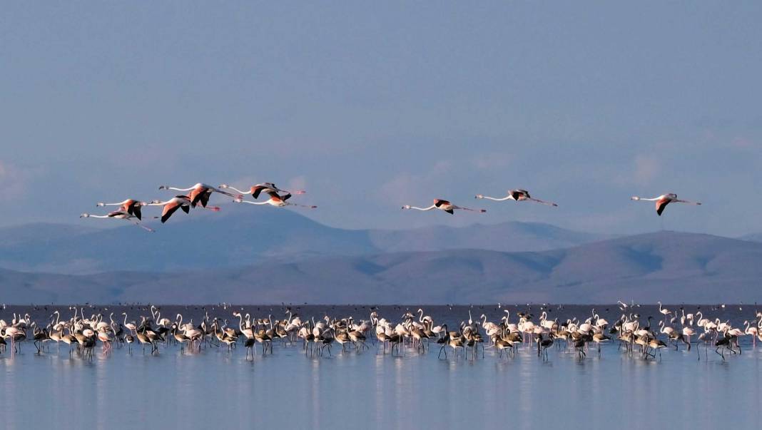 Flamingolar Konya'ya geldi kartpostallık görüntüler ortaya çıktı 2