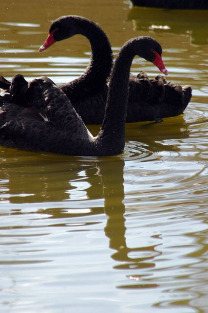 Konyada sudan yansıyanlar 3
