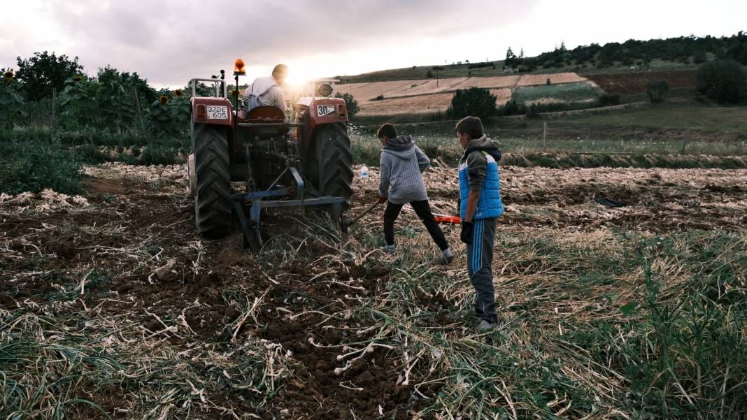 Dünyaca ünlü Taşköprü sarımsağı hasadına başlandı 1