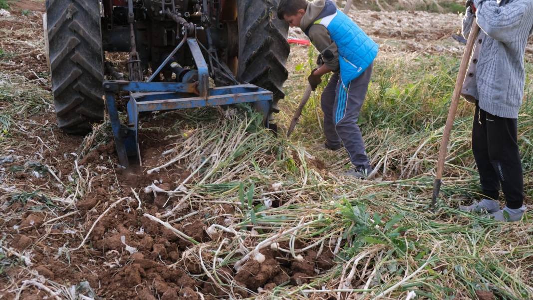 Dünyaca ünlü Taşköprü sarımsağı hasadına başlandı 4