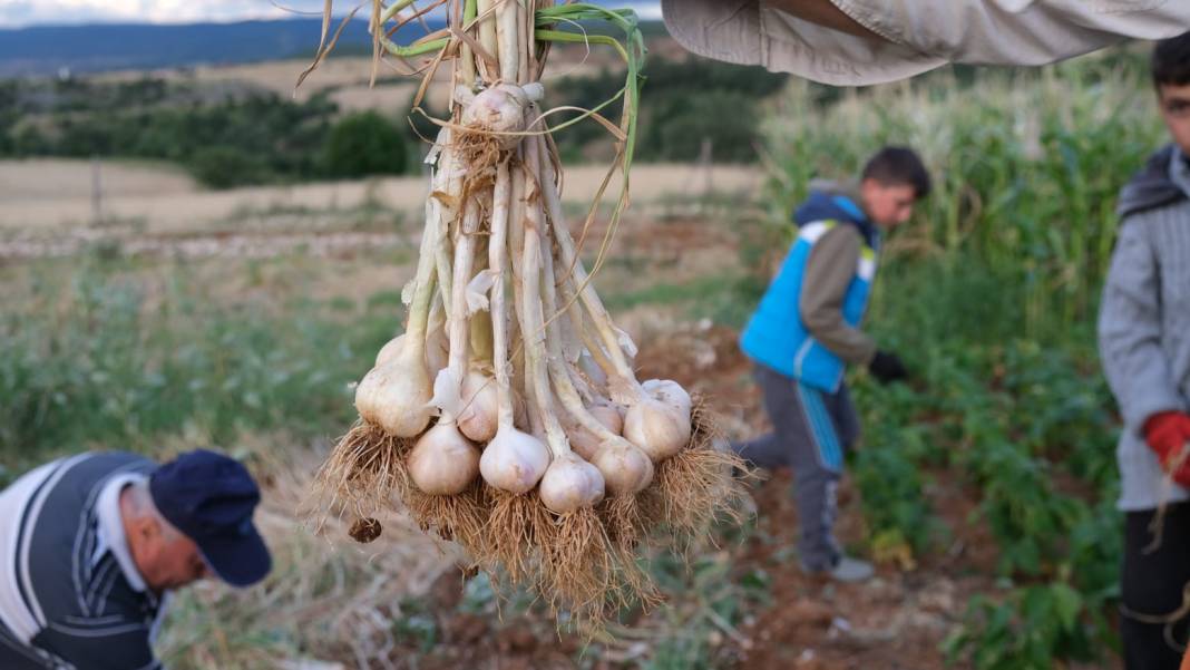 Dünyaca ünlü Taşköprü sarımsağı hasadına başlandı 5