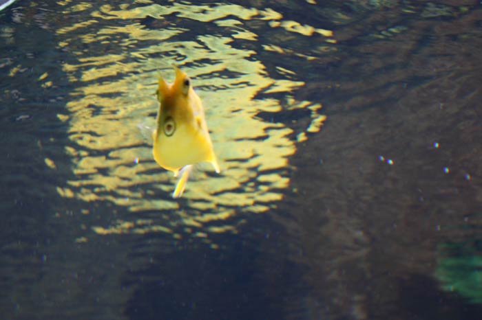 Dünyanın en büyük tematik akvaryumu 10