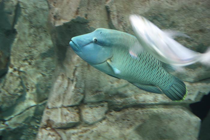 Dünyanın en büyük tematik akvaryumu 11